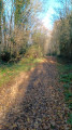 Lumière d'automne sur le chemin