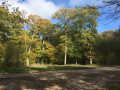 Lumière et feuillages d'automne