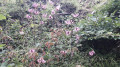 Lys Martagon Lys Martagon