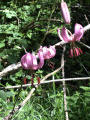 Lys Martagon