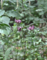 Lys violet