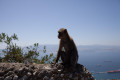 Macaque