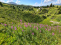 Magnifique chaos minéral recouvert de verdure