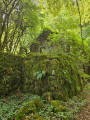 magnifique ruine engloutie par la v&eacute;g&eacute;tation