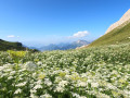 Magnifique