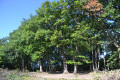 Oak woods