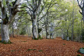 Tour des puys de Besace et de Salomon au départ d'Allagnat Tour des puys de Besace et de Salomon au départ d'Allagnat