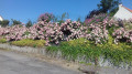 Maisons fleuries