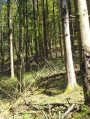 majesté des arbres