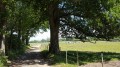 Majestueux, cet arbre !