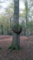 Malformation