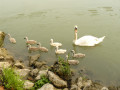 Maman cygne