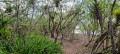 Mangrove