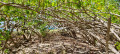 Mangrove