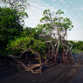 Mangrove