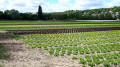 Maraichages et vue sur les hauteurs de saint Germain-en-Laye