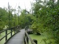 Marais de Cambrin