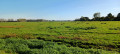 Marais de Sougeal
