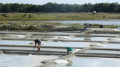Marais Salants
