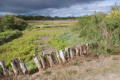 Salt marshes