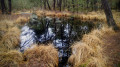 Marais