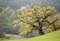 Marchaloco