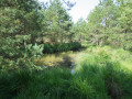 Mare aux Sangliers