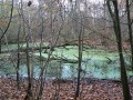 Mare dans le bois de Bombon