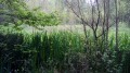 Circuit des mares en Forêt de Dourdan