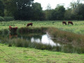 Rivière et bocage autour de le Vast