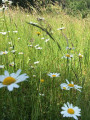 Circuit des 12 sources de Zittersheim Circuit des 12 sources de Zittersheim