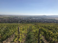Marlenheim vu des coteaux