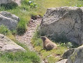 Marmote