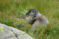 Marmotte affamée