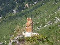 Marmotte au bord du chemin