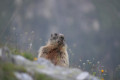 Marmotte au Col de Pétarel