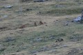 Marmotte et Izards