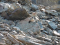Marmotte Marmotte