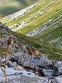 Marmotte