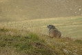 Marmotte