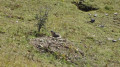 Marmotte Marmotte