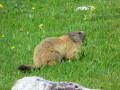 Marmotte