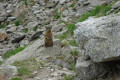 Marmotte