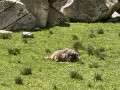 Marmotte
