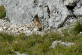 Marmotte Marmotte