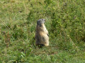 Marmotte Marmotte