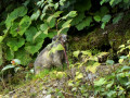 Marmotte