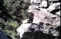 Marmotte