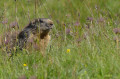 Marmotte