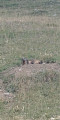 Marmotte Marmotte